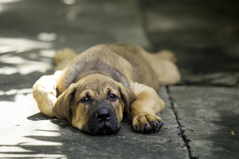 Fila brasileiro filhote