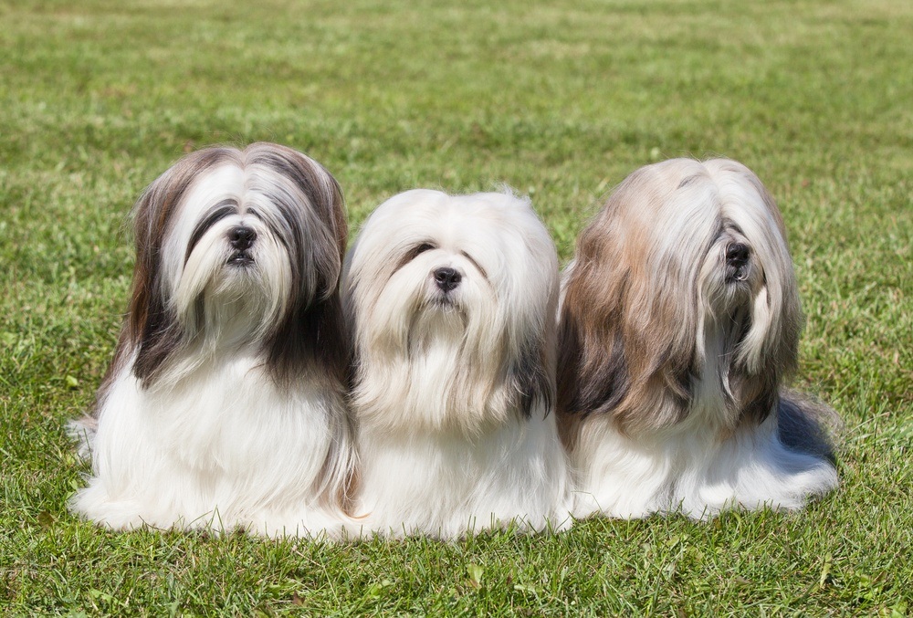 Lhasa apso cães