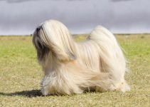 Lhasa apso cão