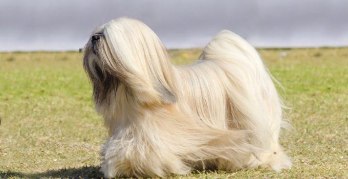 Lhasa apso cão