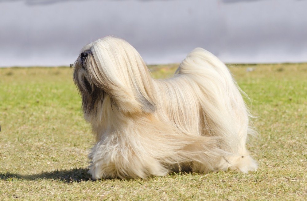 Lhasa apso cão