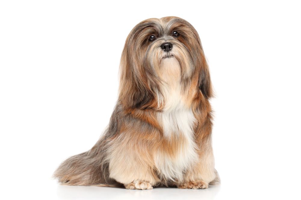 Lhasa apso