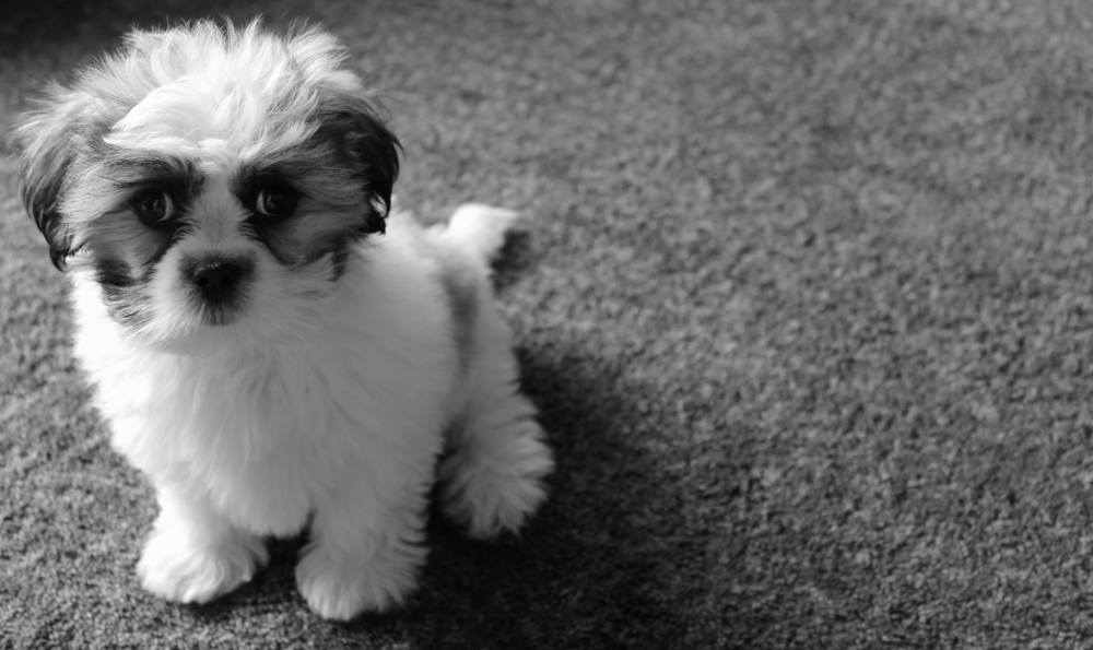 Lhasa apso cachorro