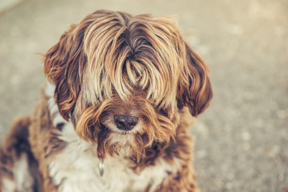 Lhasa apso