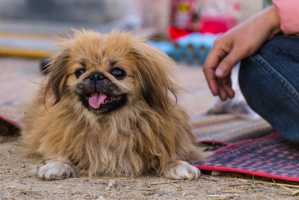 cachorro Shih-tzu