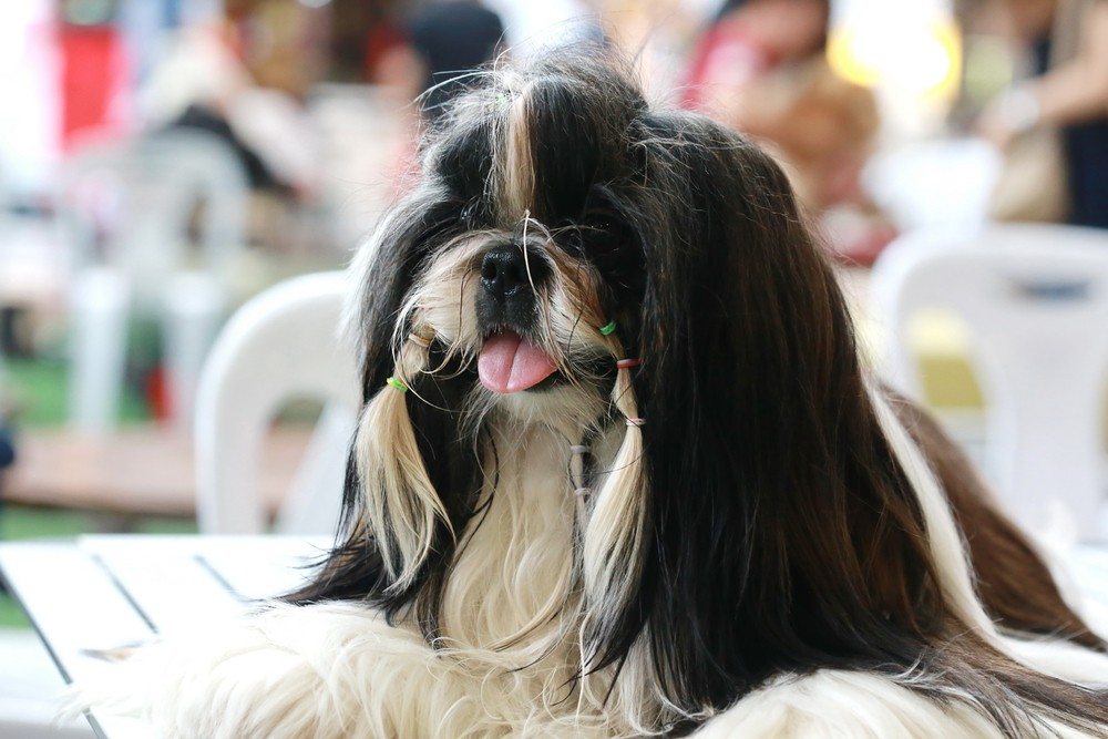 Shih-tzu cachorro