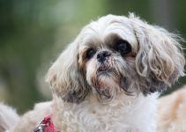 Shih-tzu cão