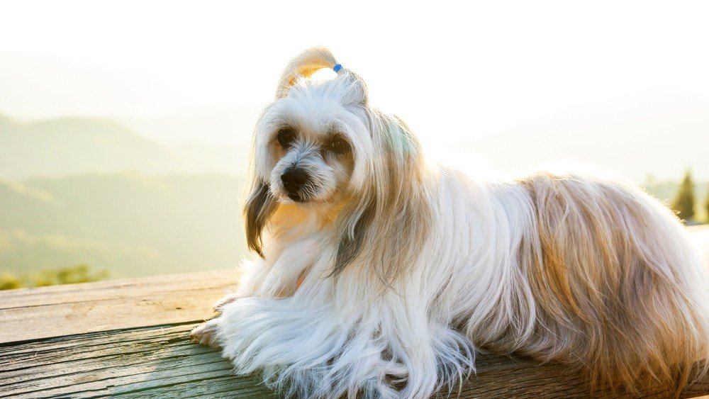 Shih-tzu