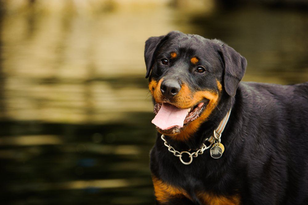 Rottweiler cachorro