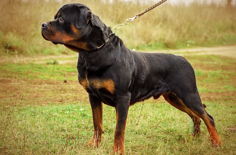 Rottweiler