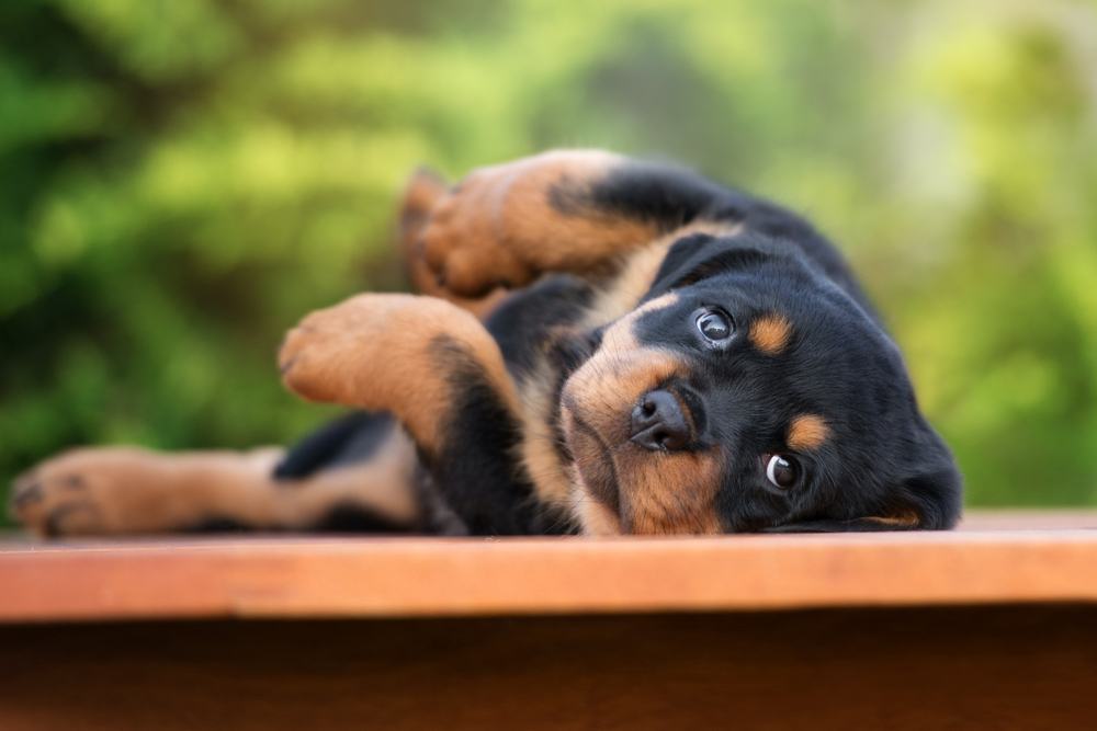 filhote de Rottweiler