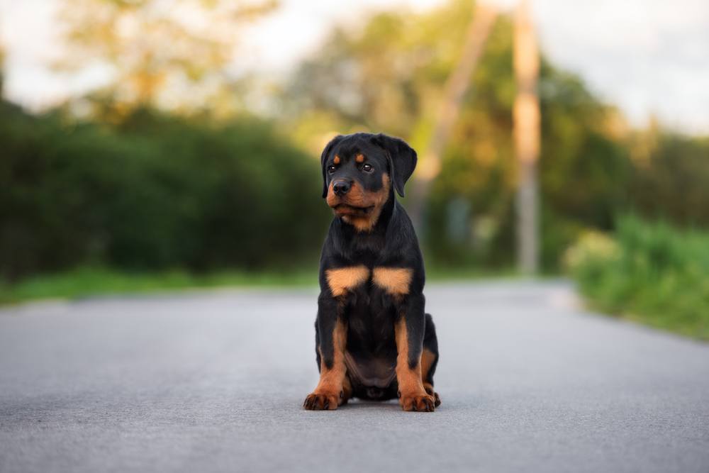 Rottweiler filhote