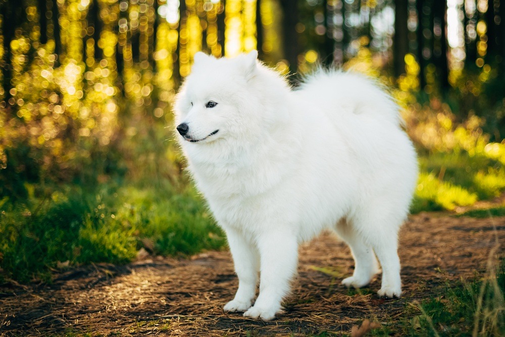 Samoieda cão