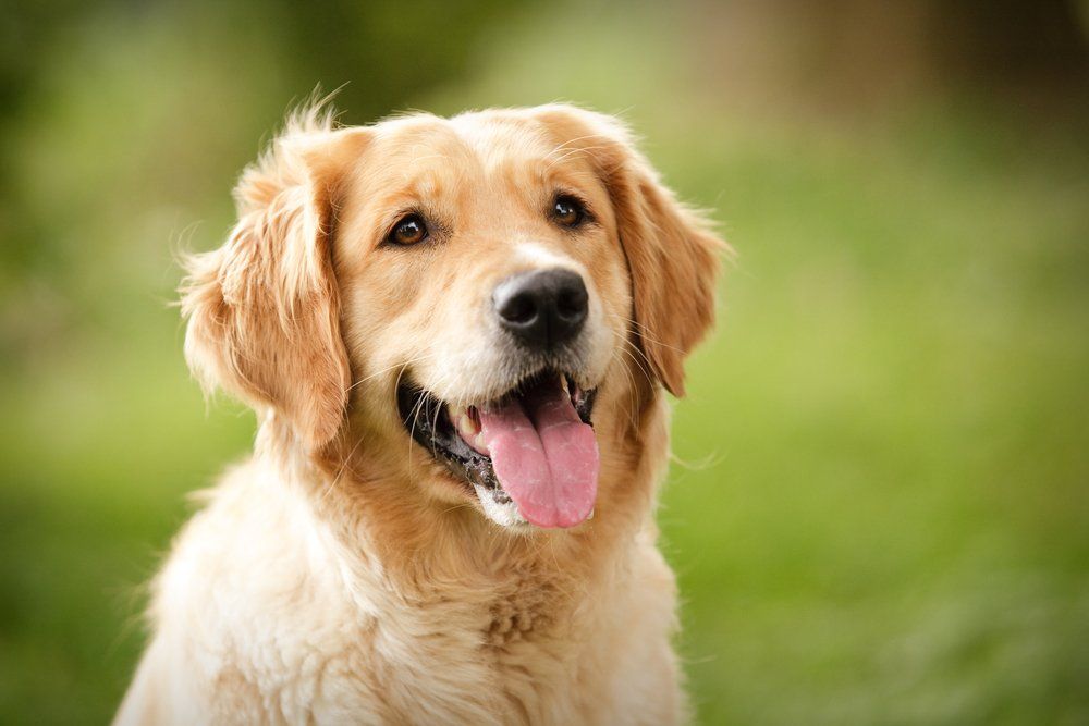 Golden Retriever cachorro