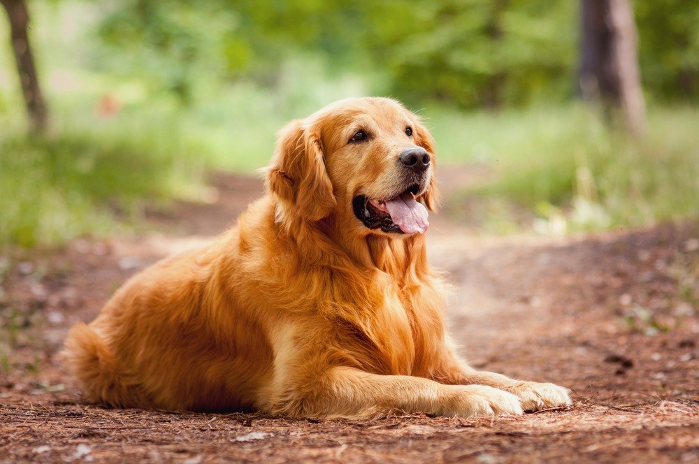 Golden Retriever 