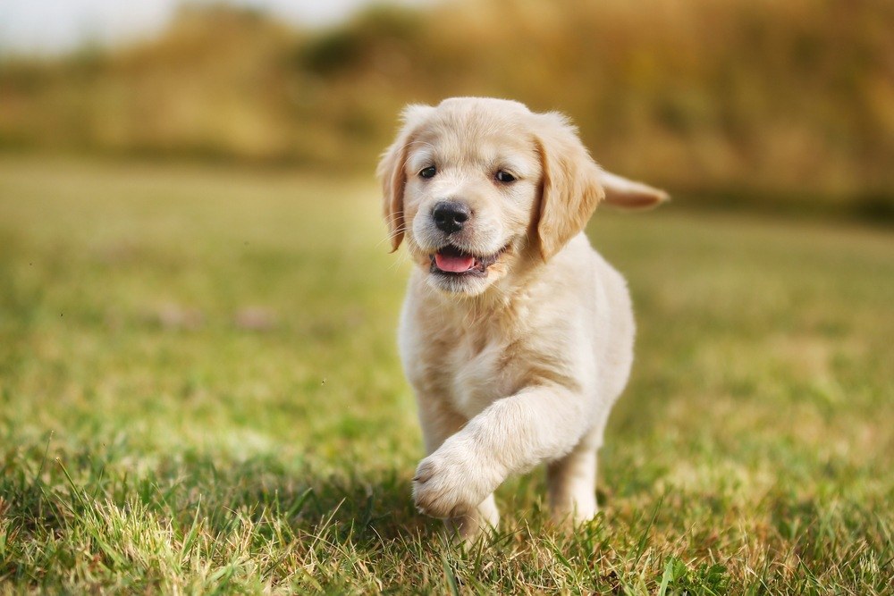 Golden Retriever filhote