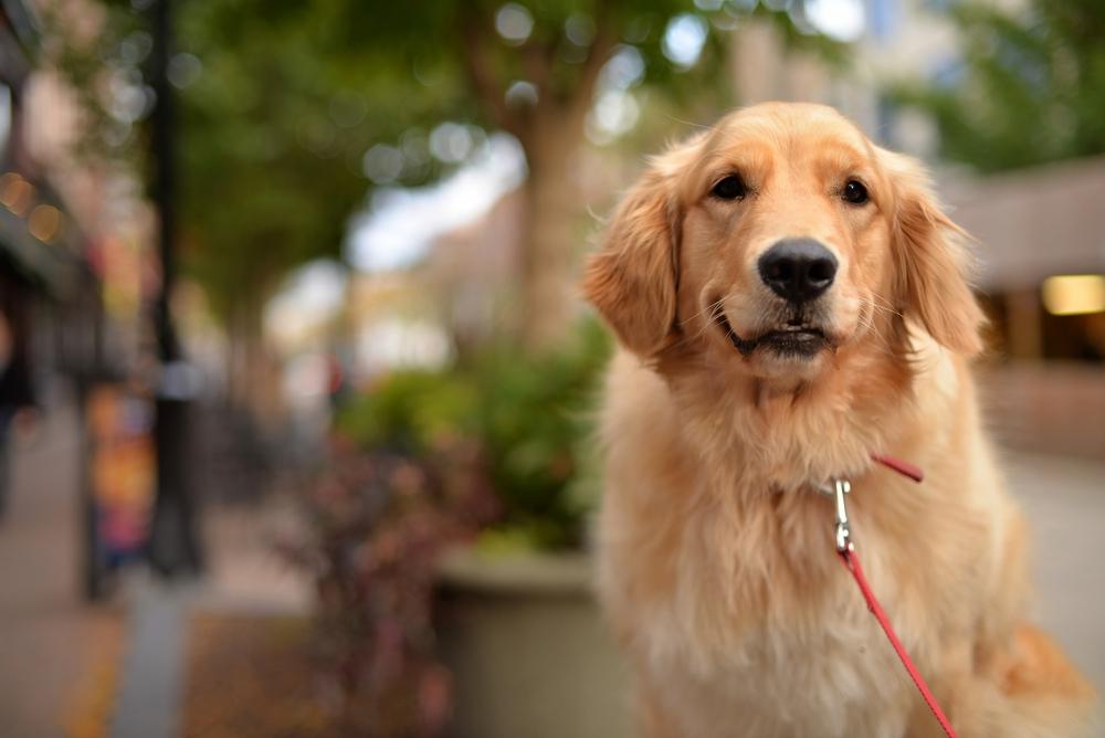 Golden Retriever 