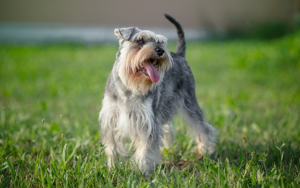 Schnauzer cachorro