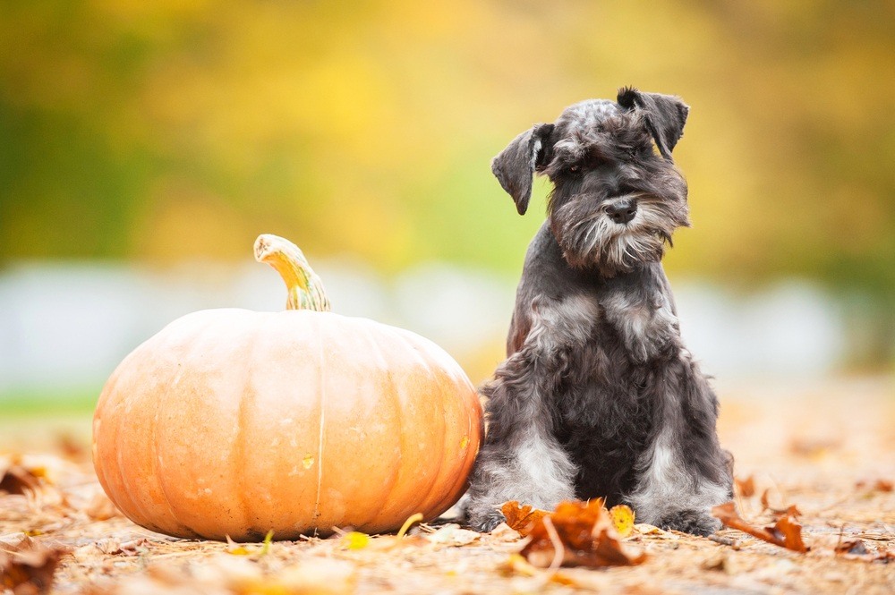 Schnauzer cão