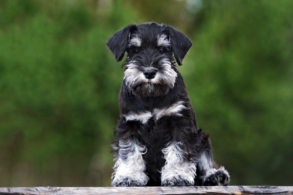 Schnauzer