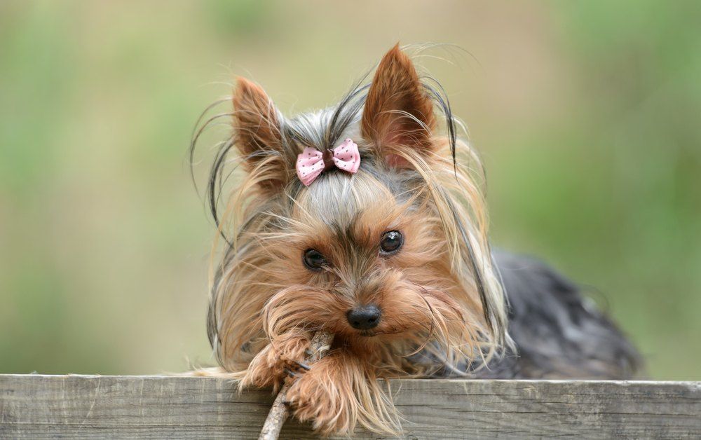 Yorkshire terrier raça