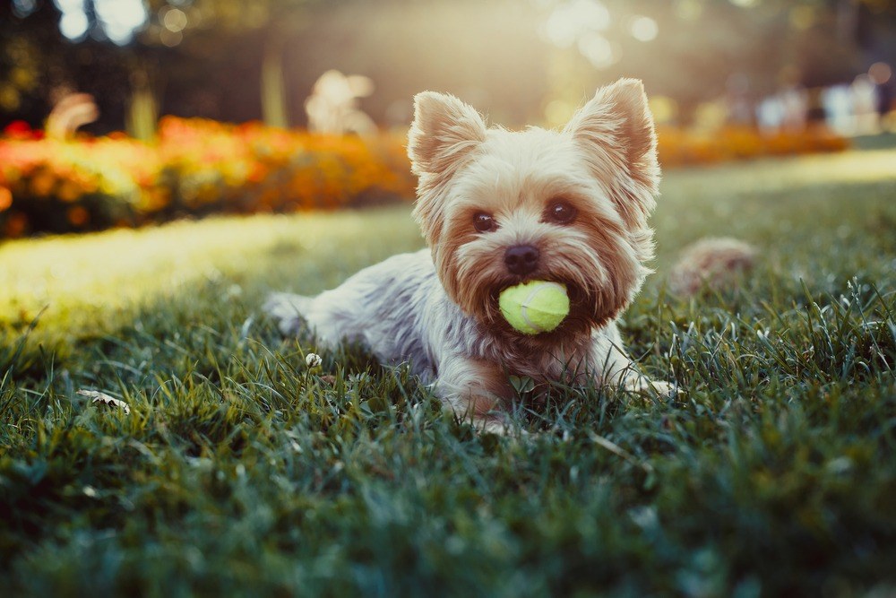 Yorkshire terrier cão