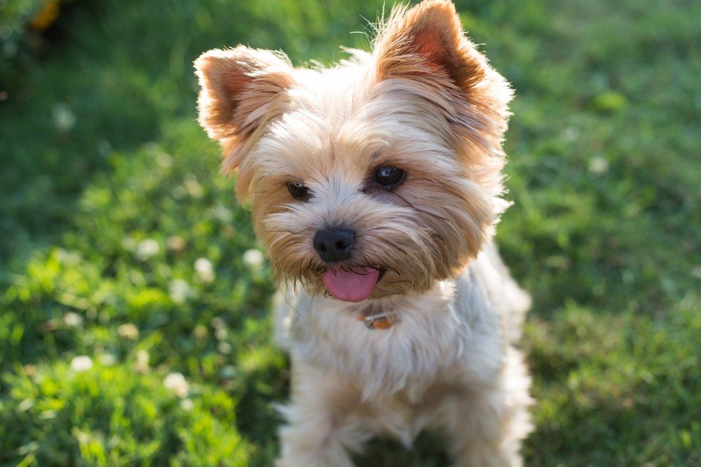 Yorkshire terrier cachorro