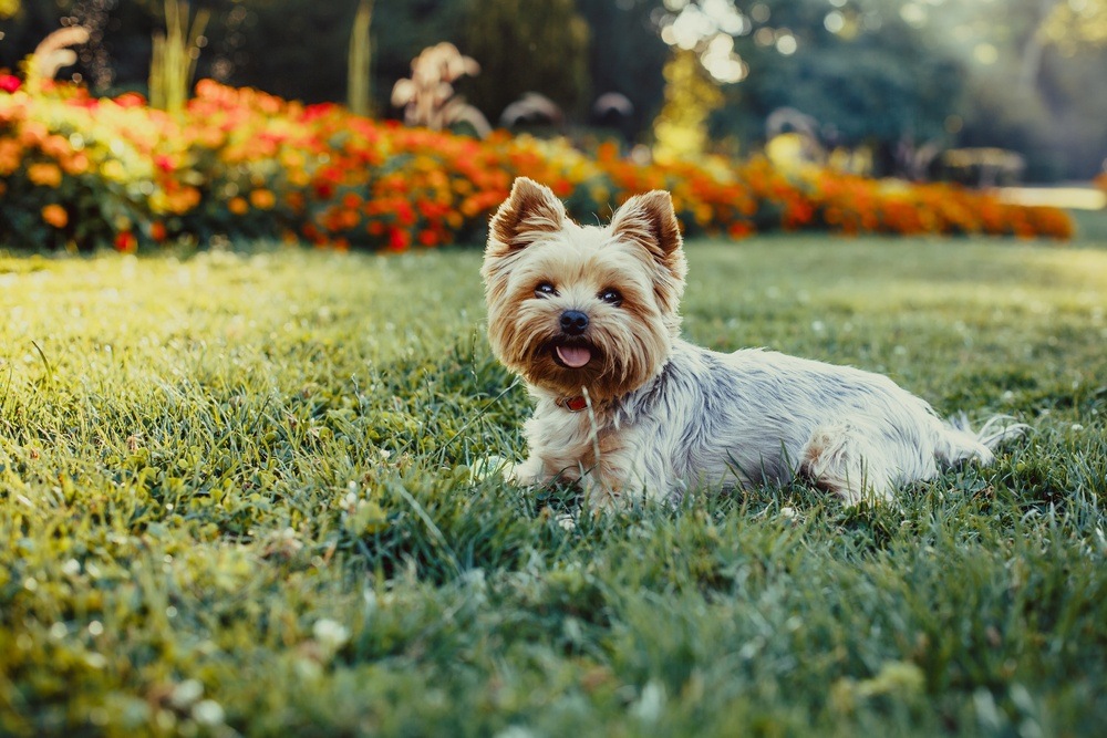 Yorkshire terrier terrier