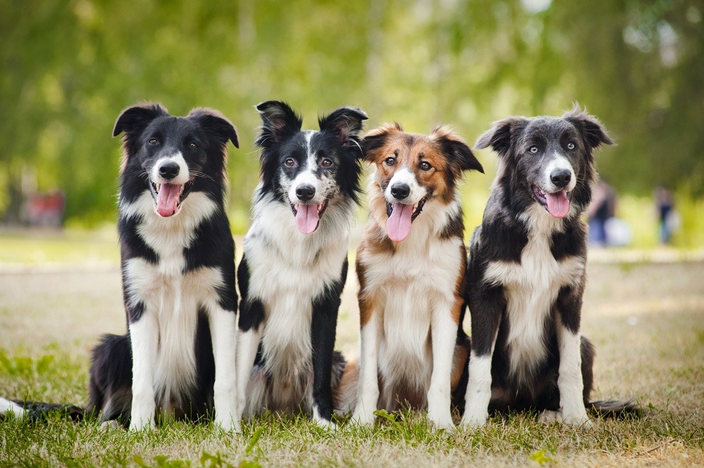 Border Collie cachorros