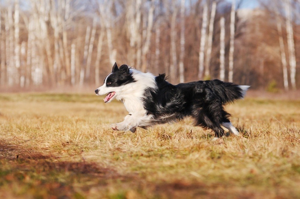 Border Collie correndo