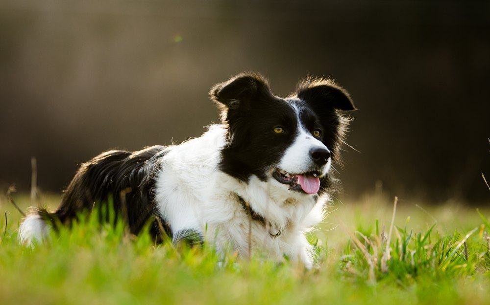 Border Collie cachorro