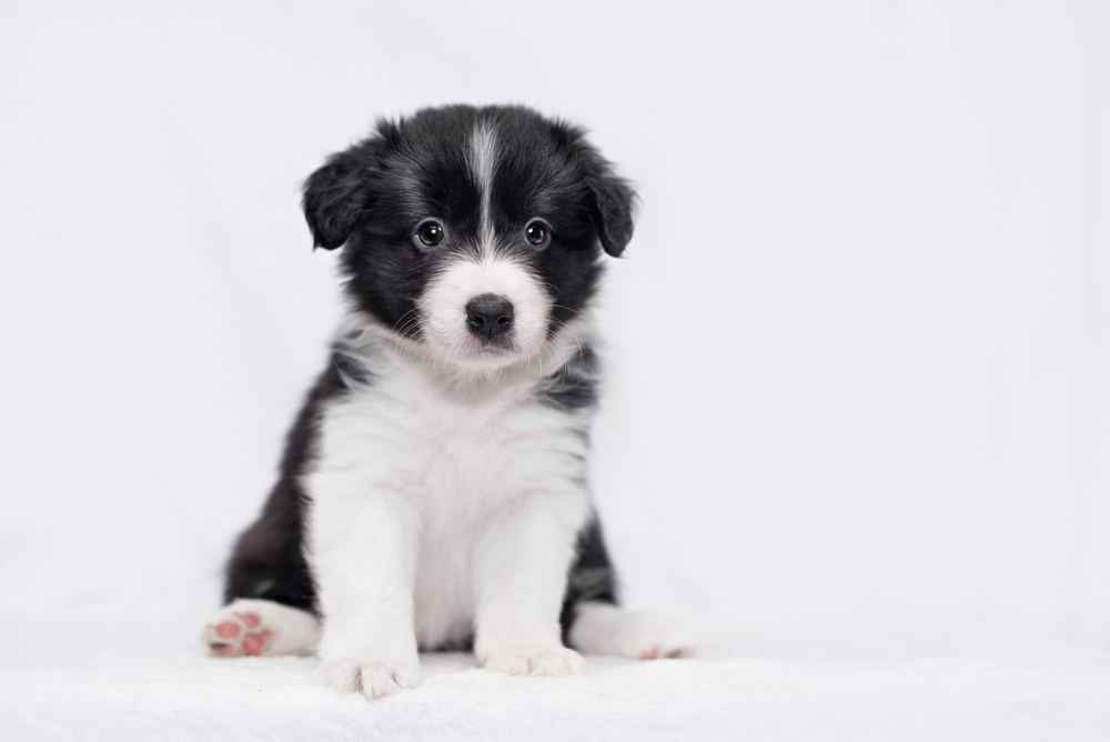 Border Collie filhote