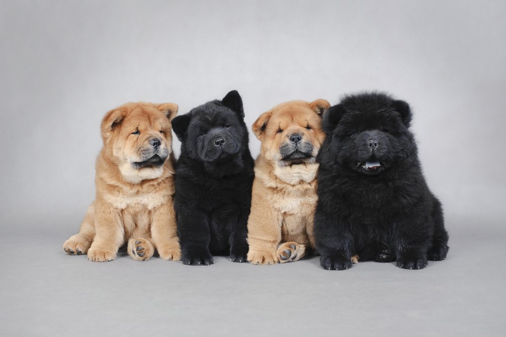 Chow-chow cão