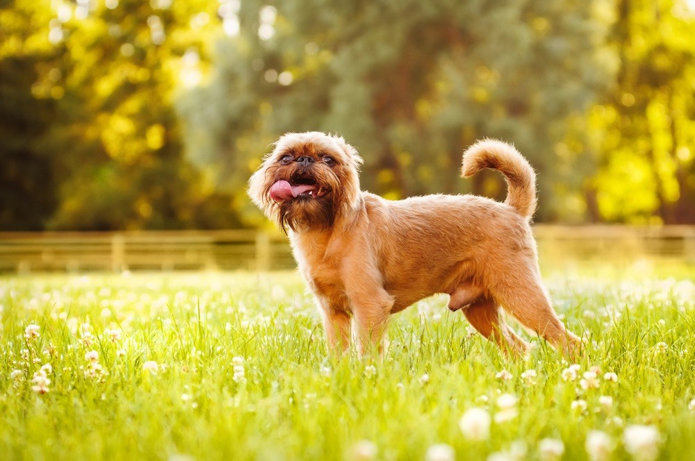 Griffon de Bruxelas cachorro