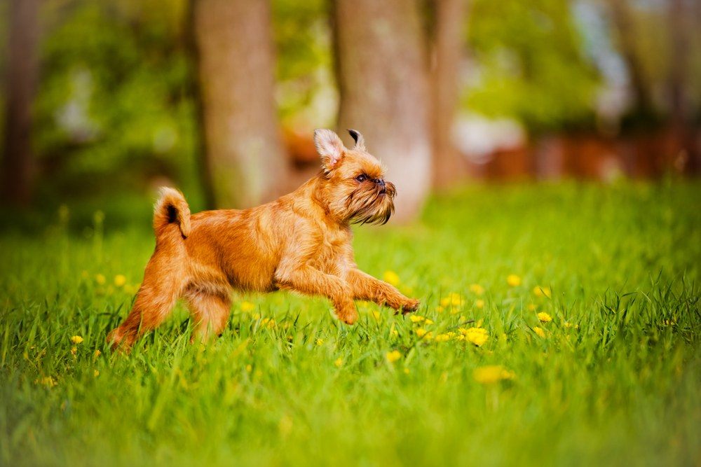 Griffon de Bruxelas cão