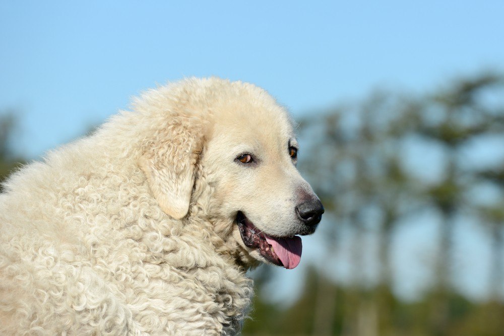 Kuvasz cão