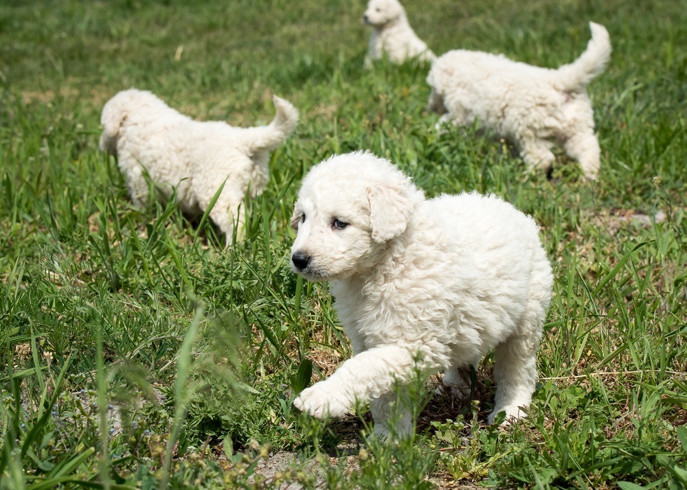 filhotes de Kuvasz