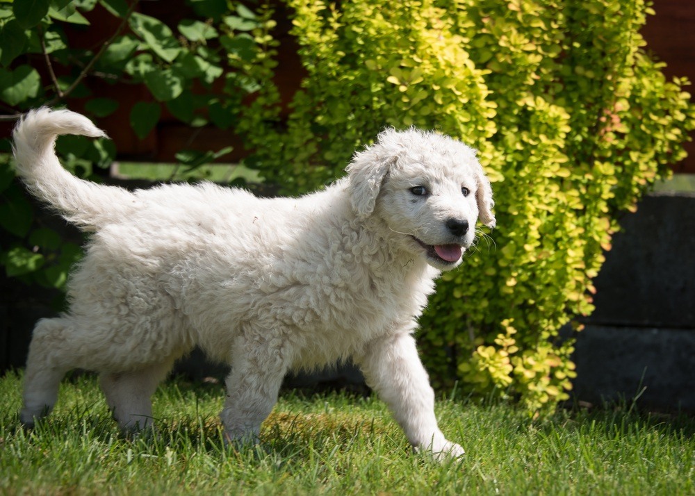 Kuvasz filhote