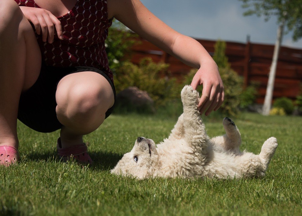 Kuvasz