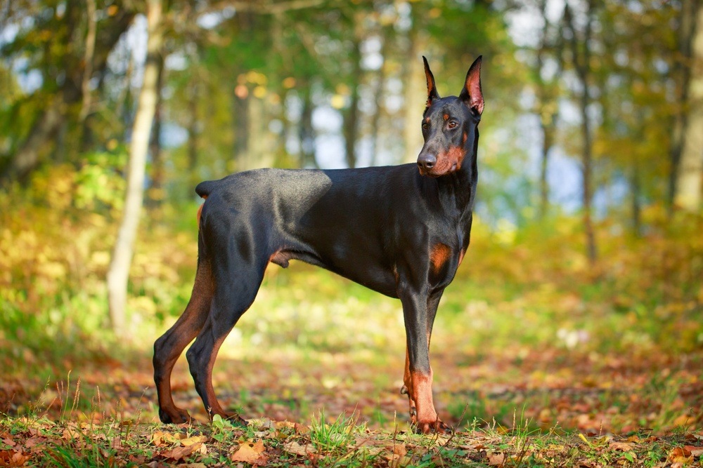 cachorro Doberman