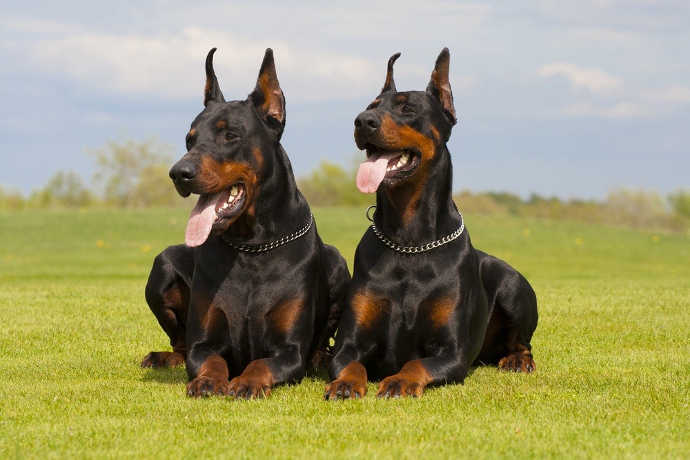 Doberman raça