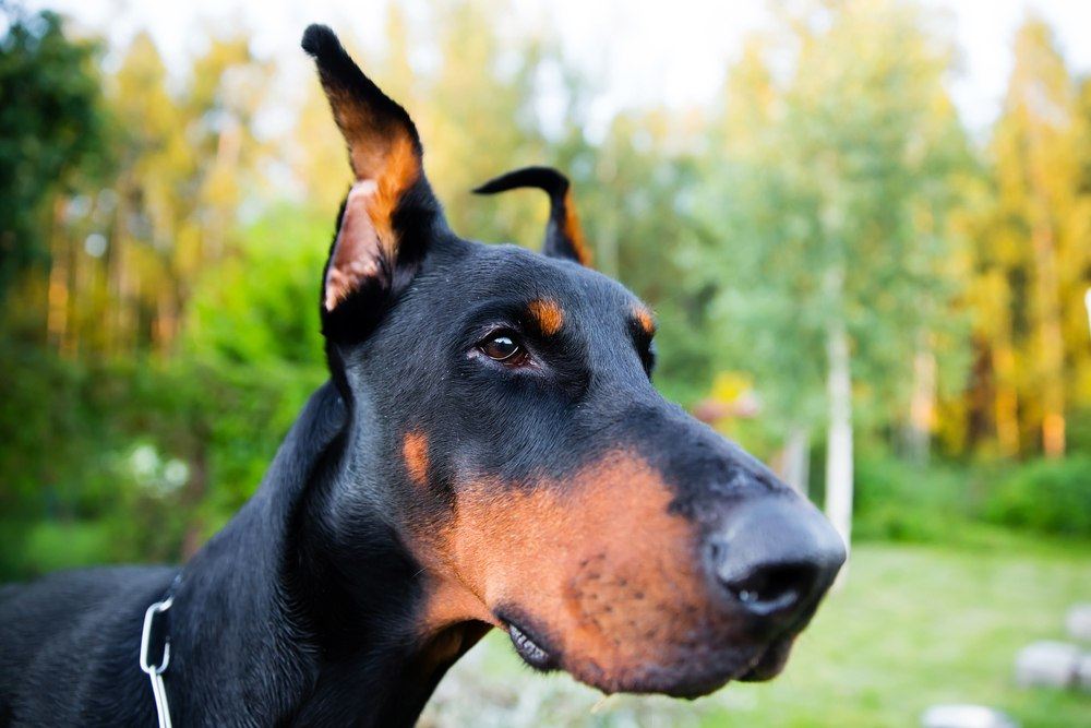 Doberman cão