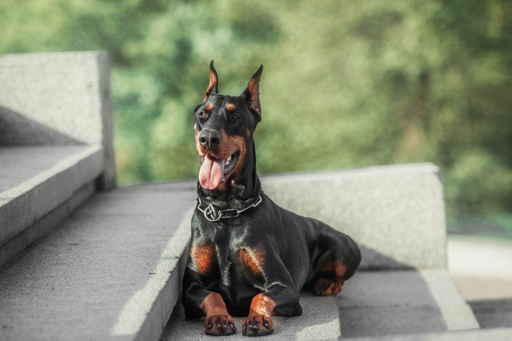 Doberman cachorro