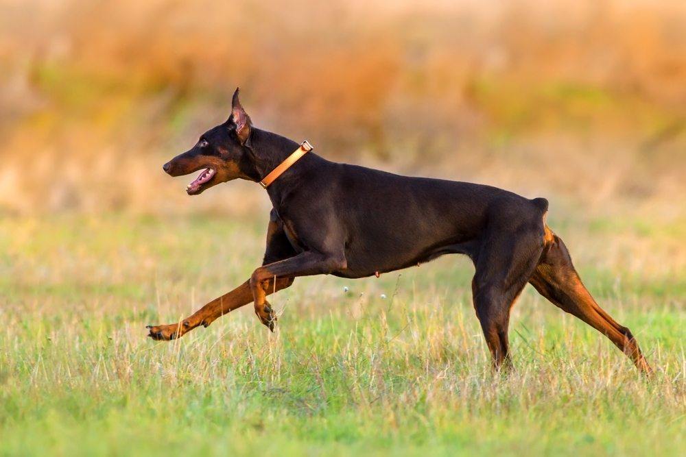 Doberman 