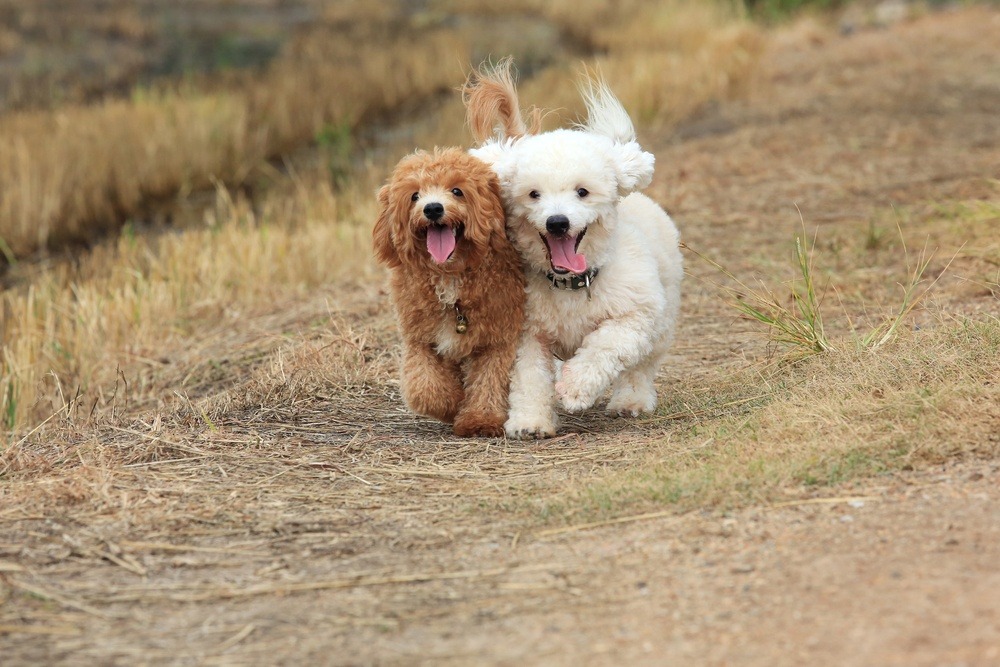 Poodle raça