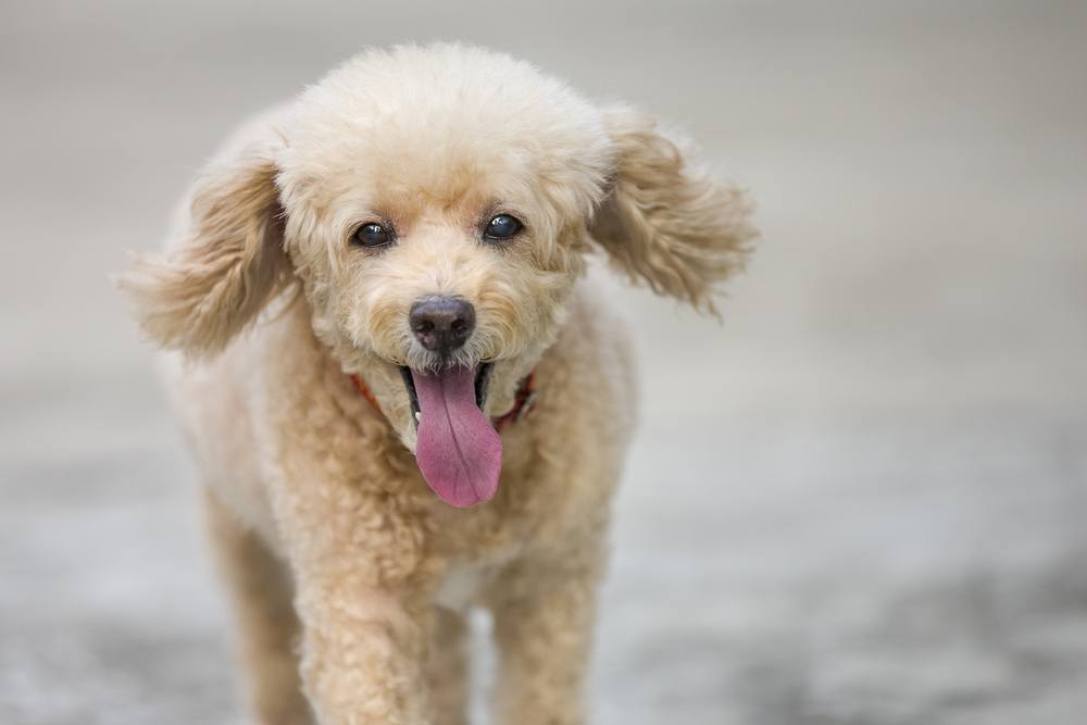 Poodle cachorro