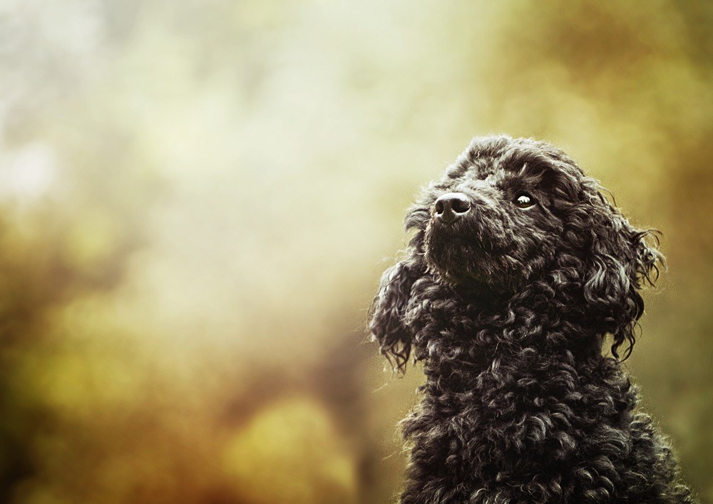 Poodle cão