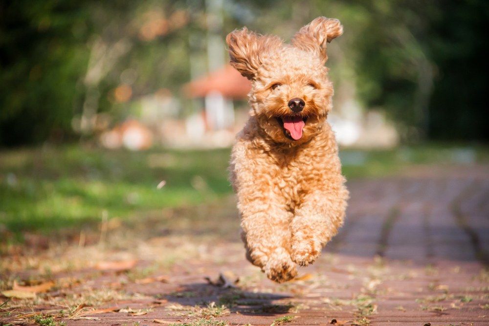 Poodle cachorro