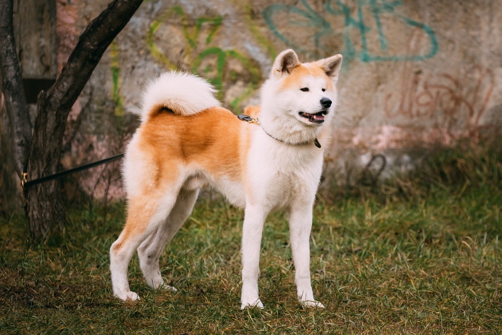 Akita cão