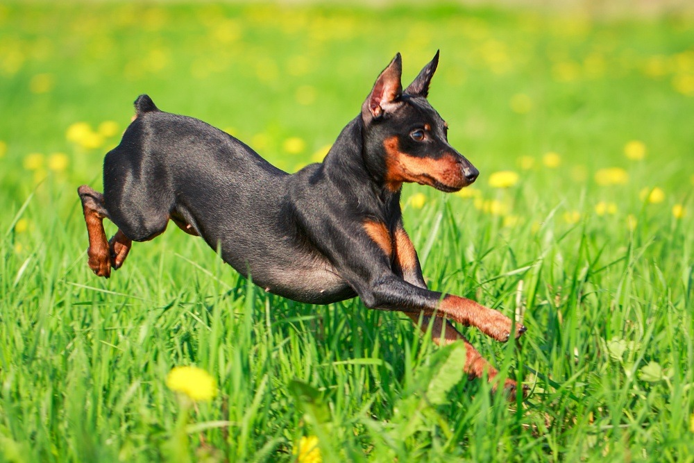 cachorro Pinscher